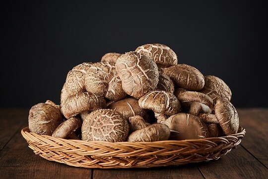 출하량의 70% 를 최고급으로 채우던 버섯농장의 비밀_1.jpg