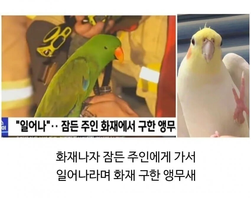 불이 났을 때 애완동물 반응_2.png