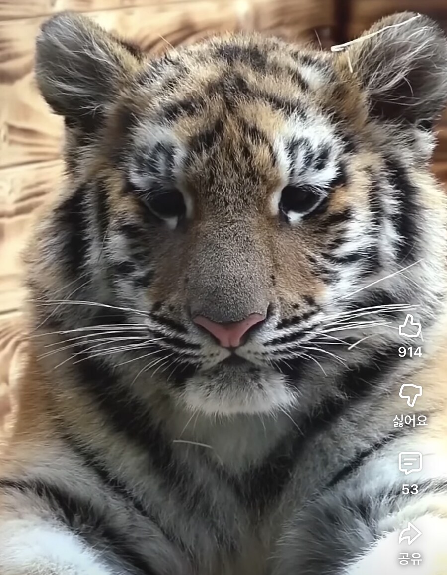 졸린 아기 고양이_1.jpg