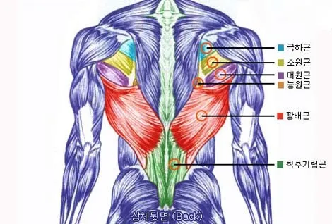 나 이제 헬스 없이 살수 없는 몸이 되버렸어_1.webp