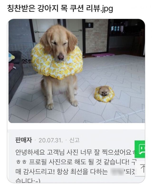 칭찬받은 강아지 목 쿠션 리뷰_1.jpg