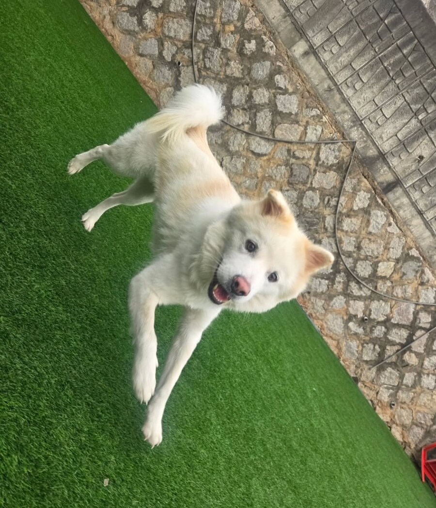 베스트 파양된 강아지 근황_1.jpg