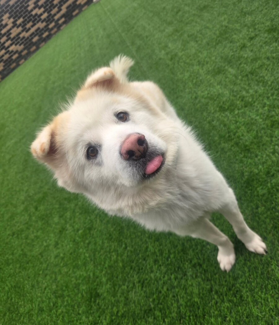 베스트 파양된 강아지 근황_2.jpg