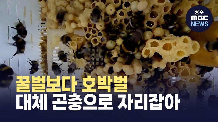 호박벌이 꿀벌의 역할을 대체하고 있다는 양봉 농가 근황_3.jpg