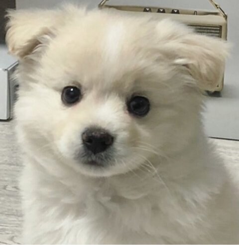 이름이 시루라는 강아지.jpg_1.jpg