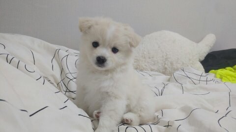 이름이 시루라는 강아지.jpg_2.jpg