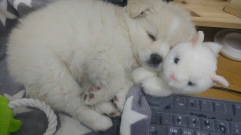 이름이 시루라는 강아지.jpg_4.jpg