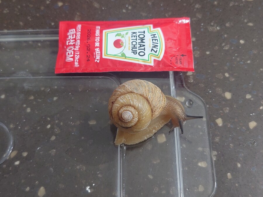 우리집 달팽이 세마리_1.jpg
