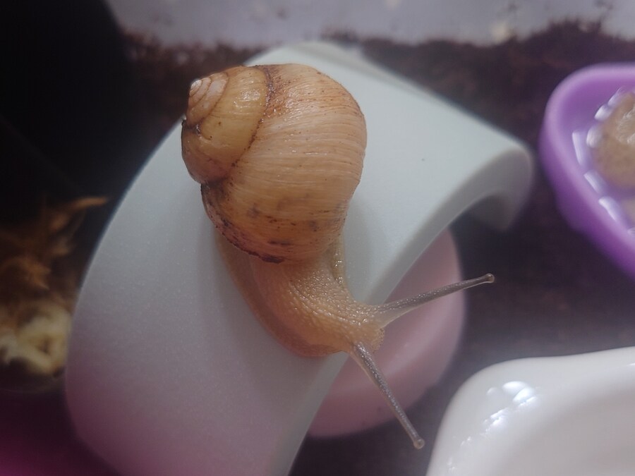 우리집 달팽이 세마리_4.jpg