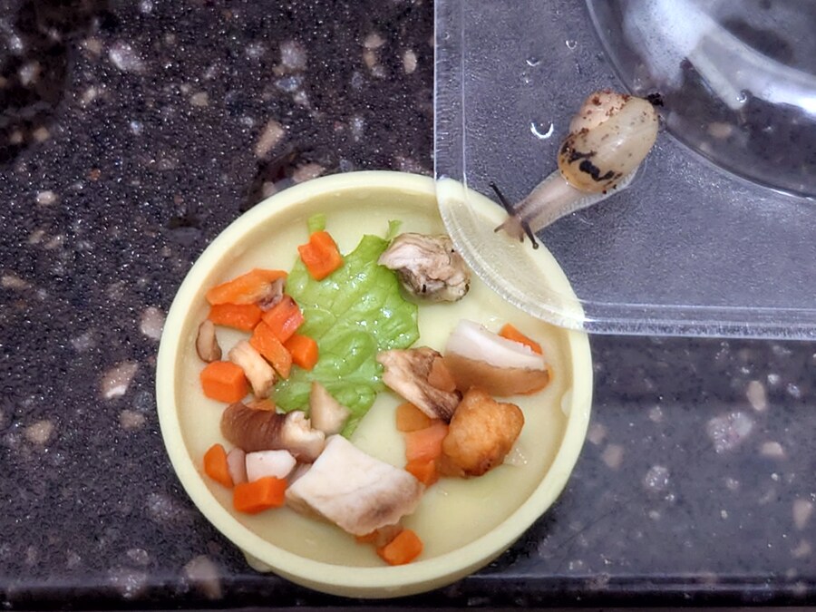 우리집 달팽이 세마리_5.jpg