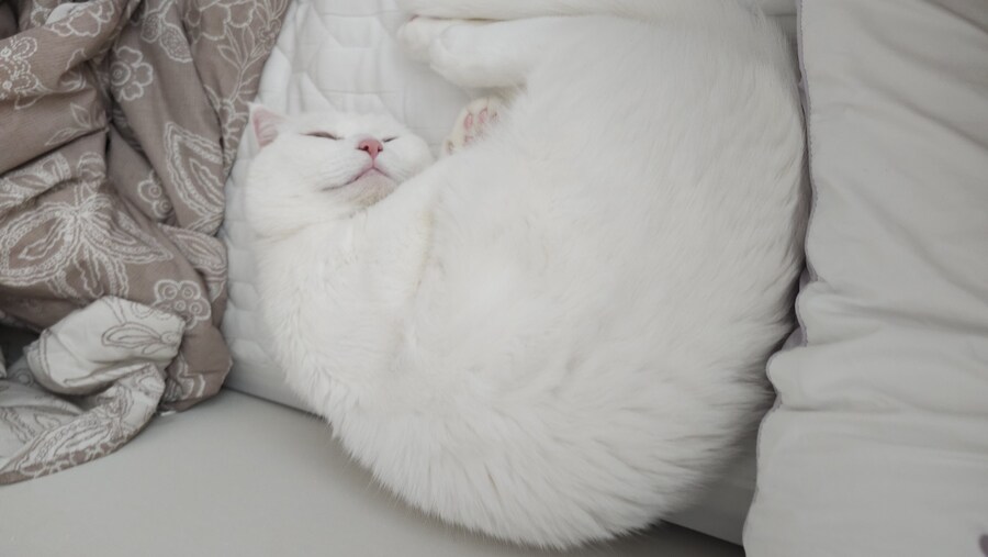 우리 고양이 특기를 소개합니다_1.jpg