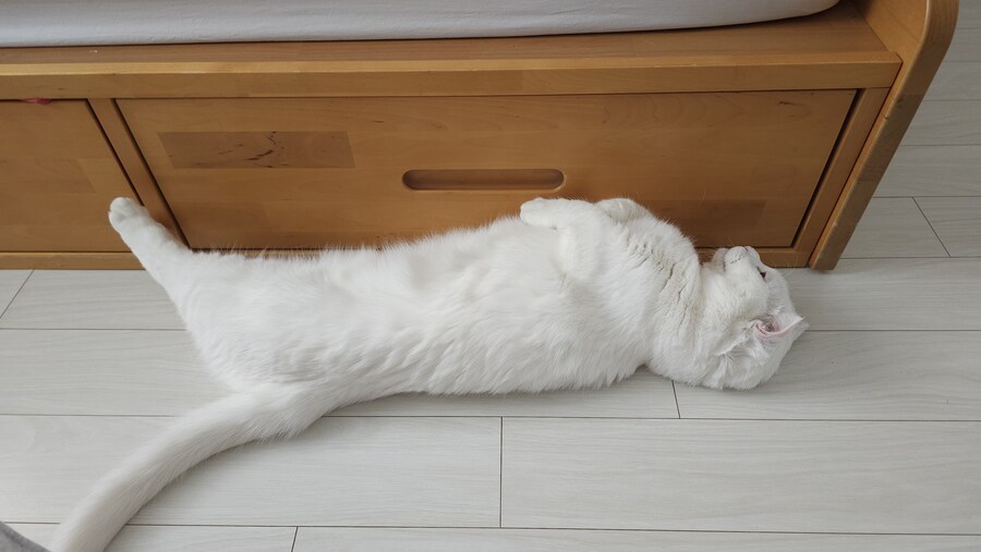 우리 고양이 특기를 소개합니다_5.jpg