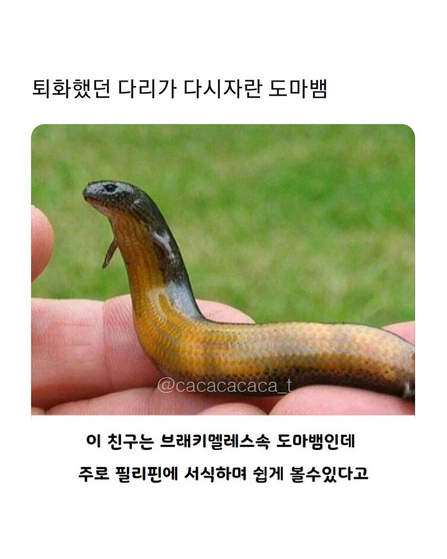 백악기때 살았던 뱀중에 다리가 있는 화석..._3.jpg