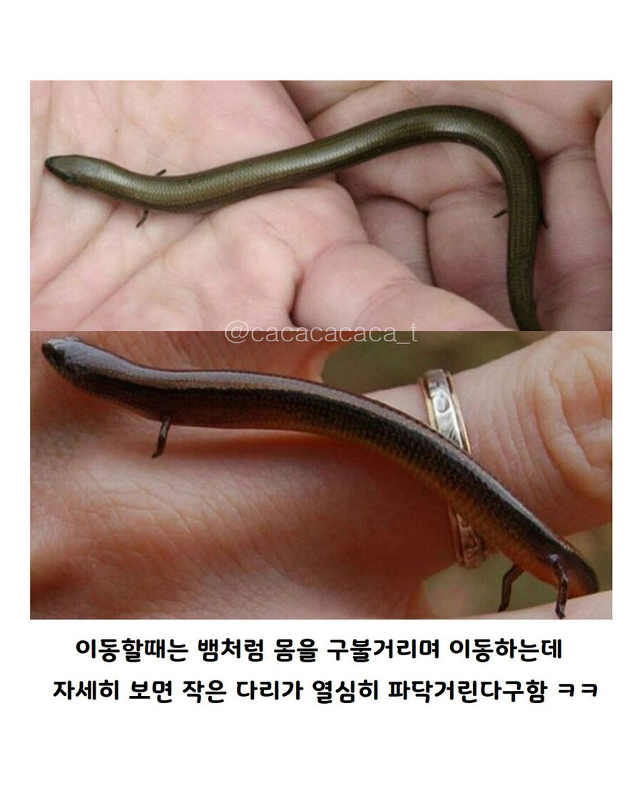 백악기때 살았던 뱀중에 다리가 있는 화석..._7.jpg