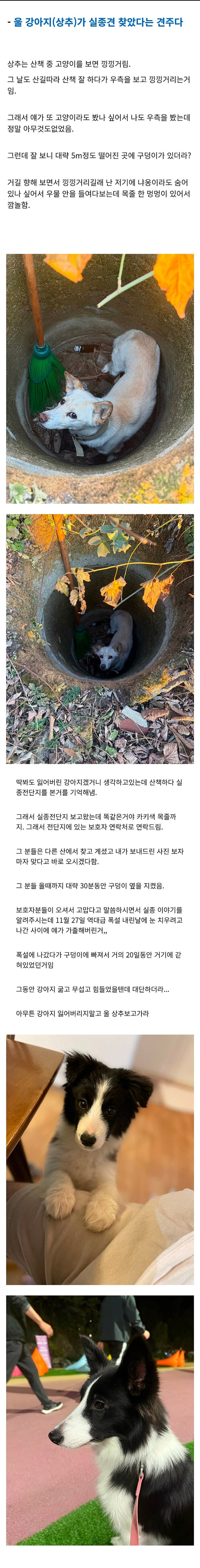 우리 강아지가 실종견을 찾았다.jpg_2.jpg