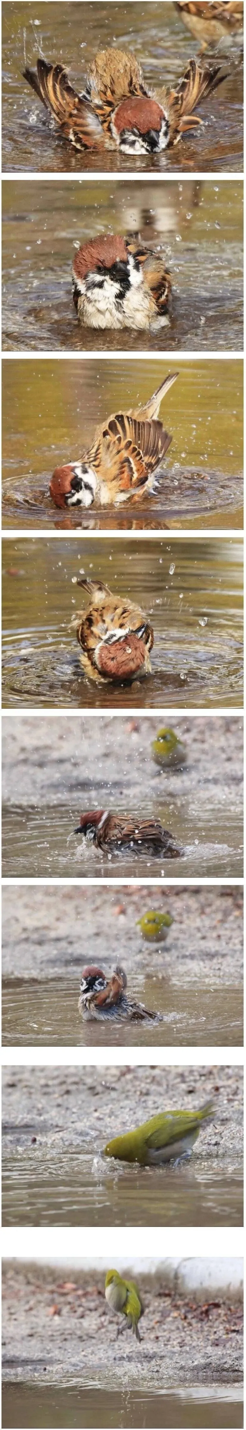 참새를 보고 따라하는 동박새_1.webp