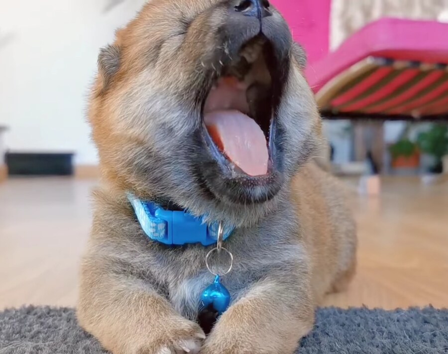 너희들은 지금 불판 때문에 시간을 낭비하고 있는거다_4.jpg