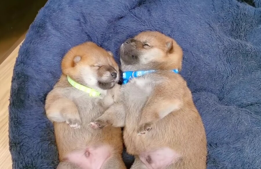 너희들은 지금 불판 때문에 시간을 낭비하고 있는거다_11.jpg