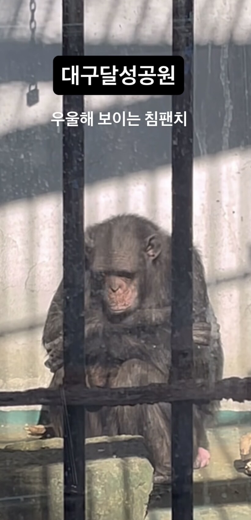 대구달성공원 우울해보이는 침팬치_2.jpg