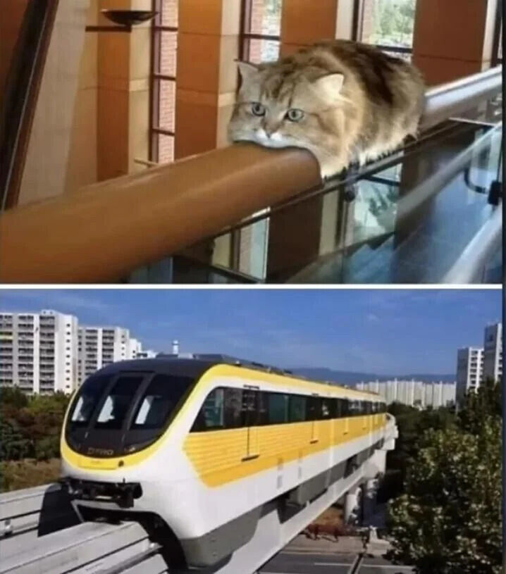 자기부상하는 고양이_1.jpg