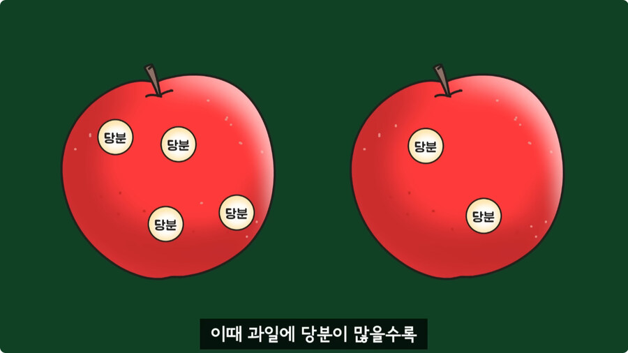 과일을 먹지 않고 당도를 측정하는 방법.jpg_24.jpg