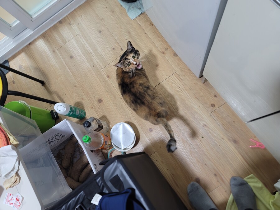 물류센터 끝내고 집으로 가는길...(애옹아 나왔다_3.jpg