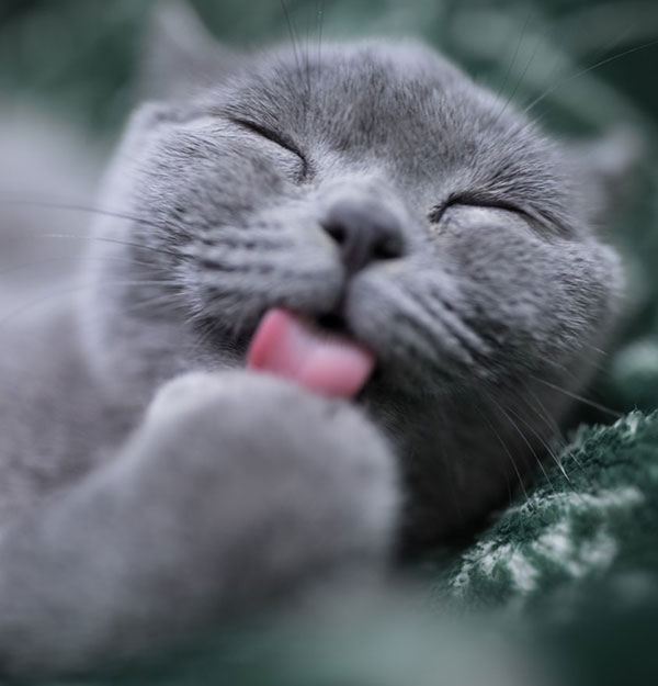 모닝 고양이_4.jpg