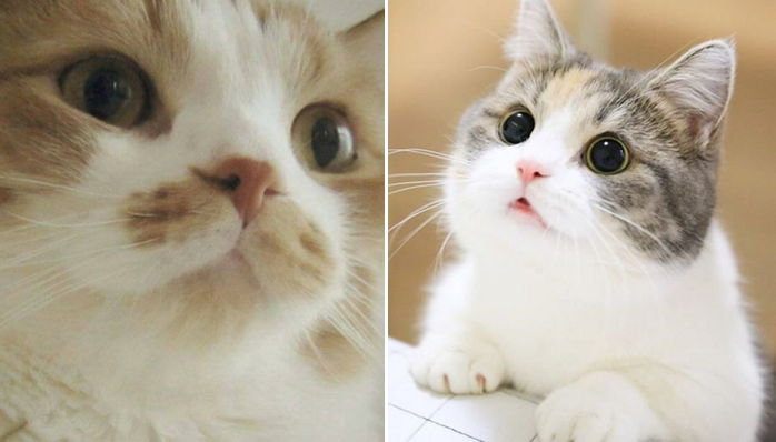 모닝 고양이_9.jpg