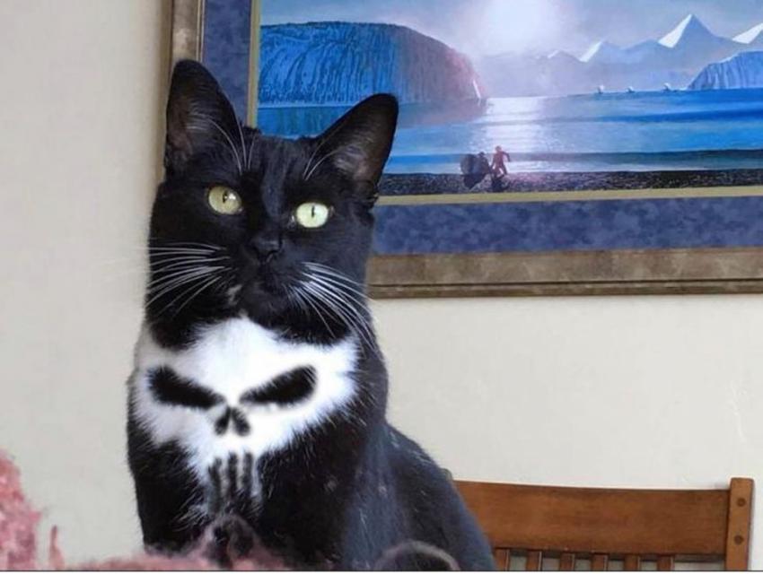 모닝 고양이_11.jpg