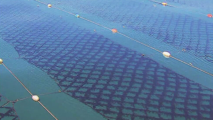 김 양식이 극히 어려운 이유._1.jpg