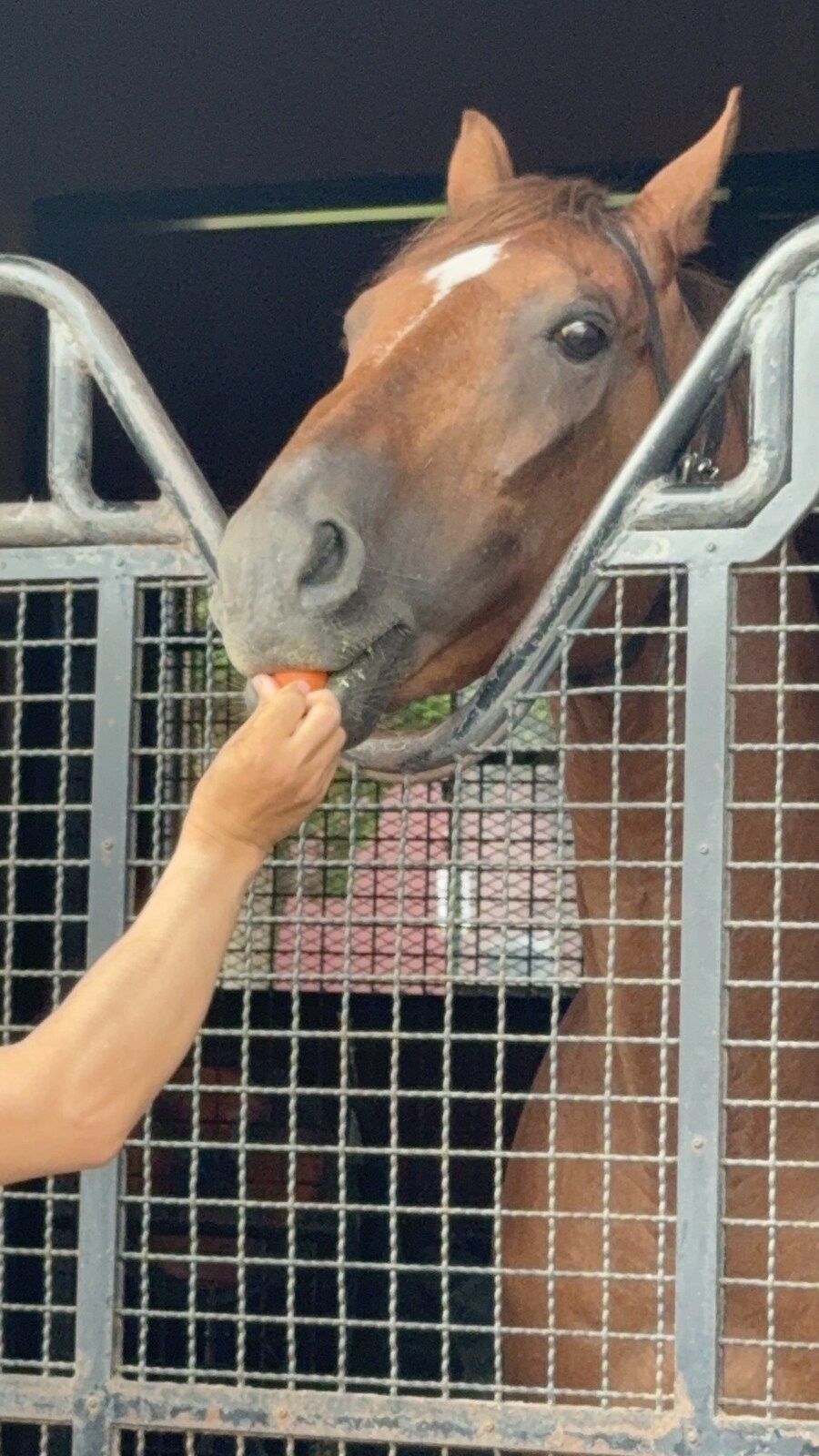 말딸) 자작 포토카드를 들고 홋카이도를 돌고 왔어 (말 구경편)_9.jpg