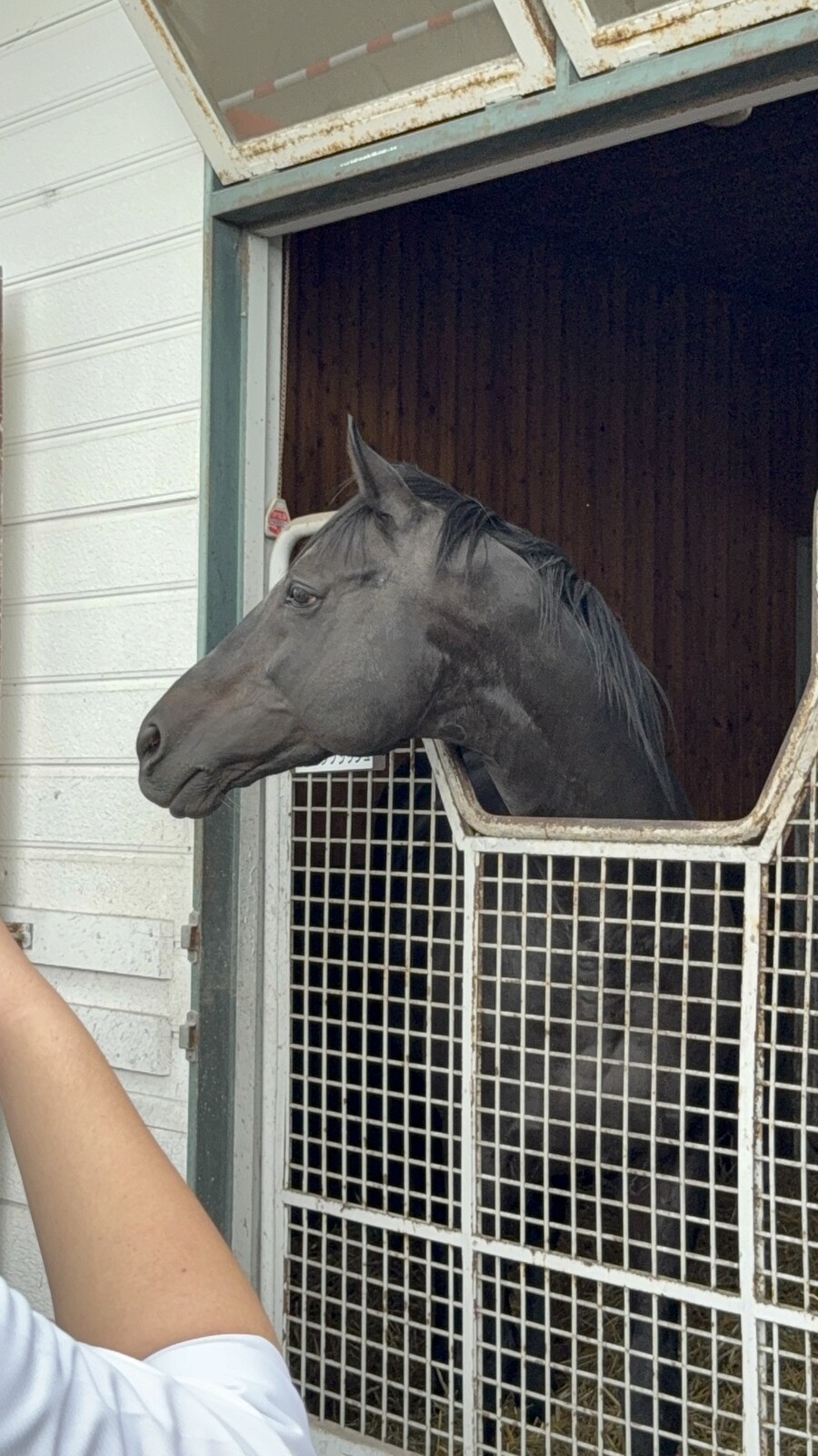 말딸) 자작 포토카드를 들고 홋카이도를 돌고 왔어 (말 구경편)_41.jpg