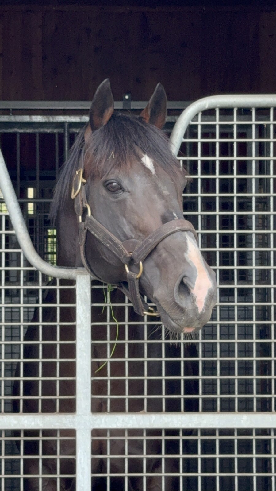 말딸) 자작 포토카드를 들고 홋카이도를 돌고 왔어 (말 구경편)_61.jpg