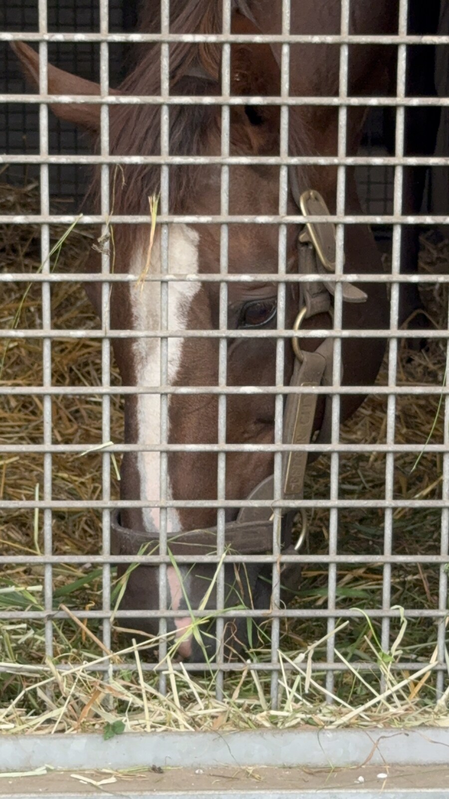 말딸) 자작 포토카드를 들고 홋카이도를 돌고 왔어 (말 구경편)_66.jpg