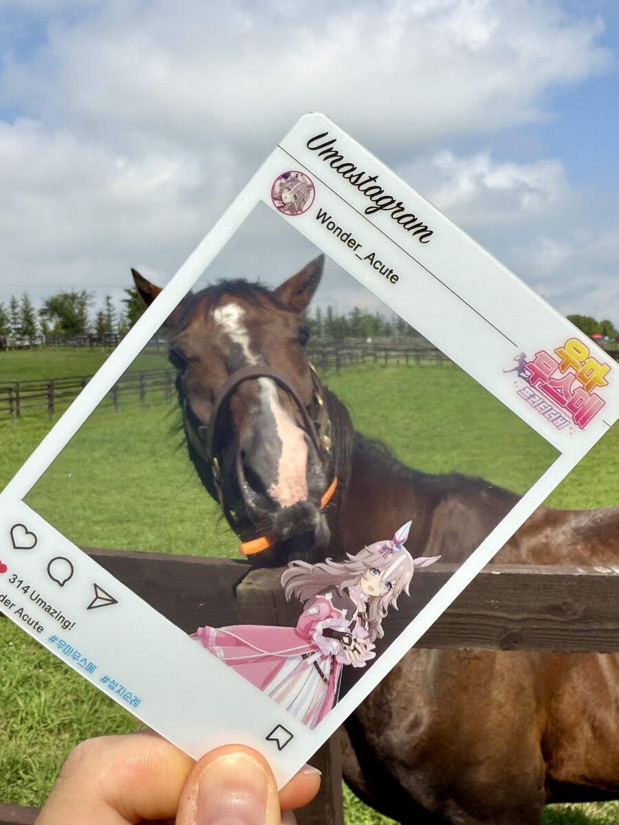 말딸) 자작 포토카드를 들고 홋카이도를 돌고 왔어 (말 구경편)_82.jpg