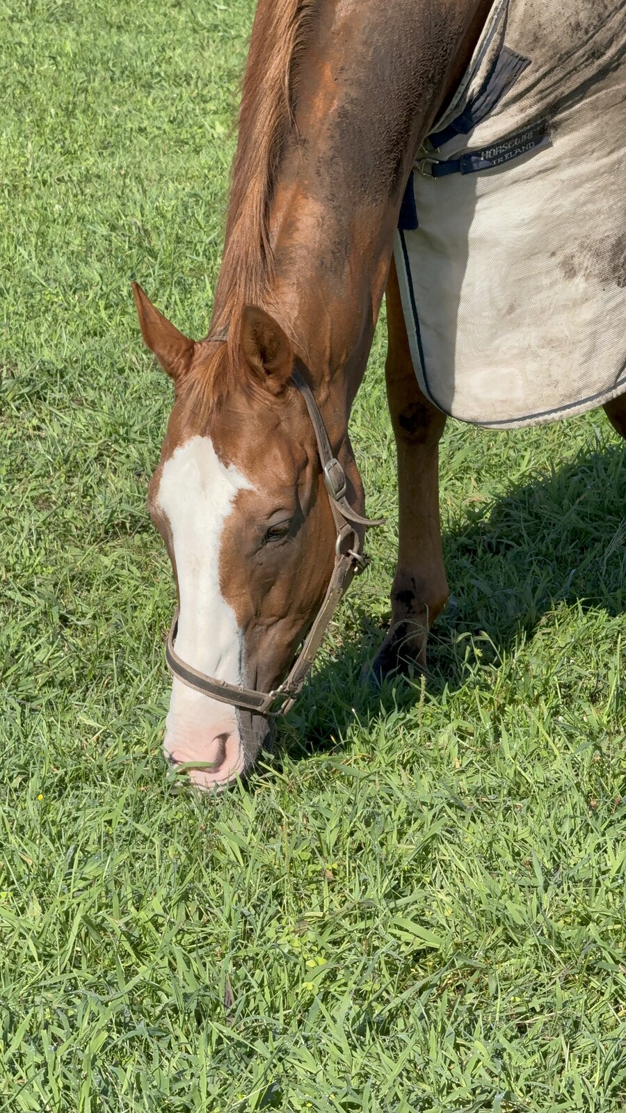 말딸) 자작 포토카드를 들고 홋카이도를 돌고 왔어 (말 구경편)_96.jpg