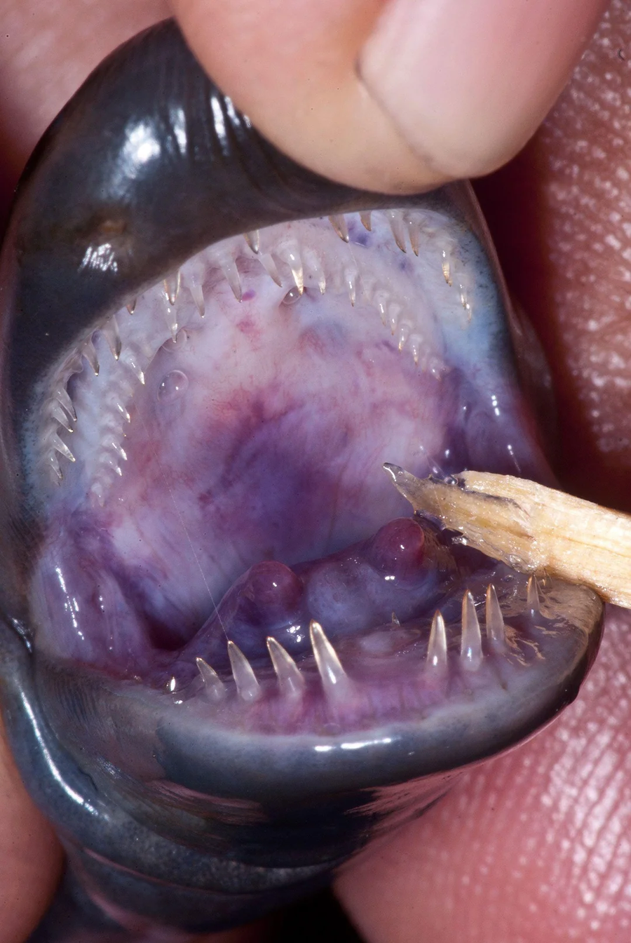 ??? : 진짜 ㅈ같이 생겼네.JPG_4.webp