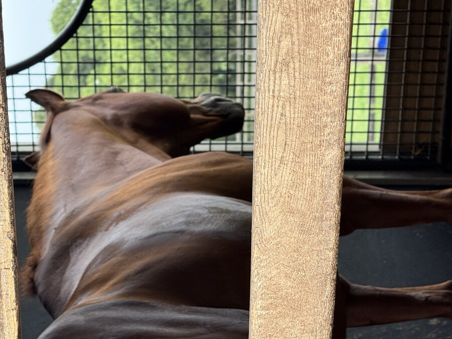 말딸) 자작 포토카드를 들고 홋카이도를 돌고 왔어 (말 구경편)_14.jpg