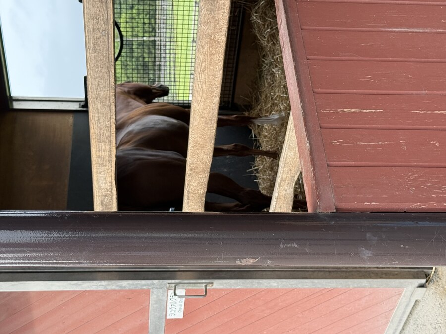 말딸) 자작 포토카드를 들고 홋카이도를 돌고 왔어 (말 구경편)_15.jpg