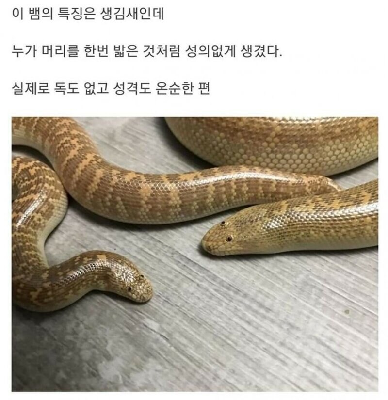 존나게 멍청하게생긴 뱀.jpg_2.jpg