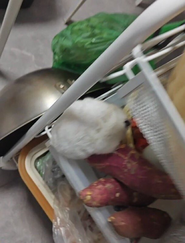 농작물을 훔치던 중, 현장에서 검거된 범인의 얼굴_1.jpg