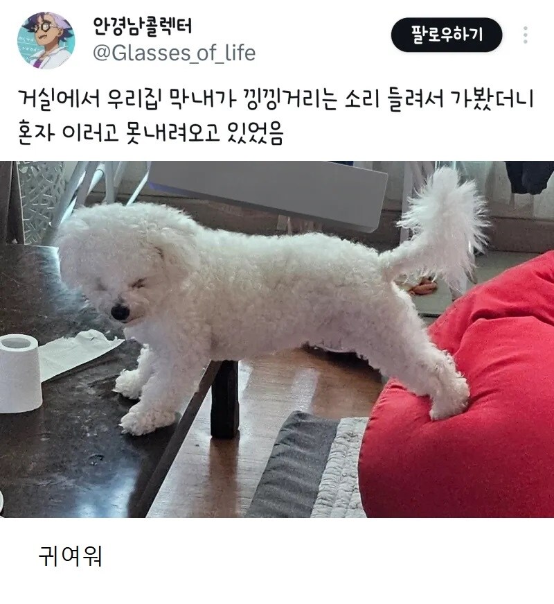 거실에서 나는 낑낑 소리의 정체.jpg_1.jpg