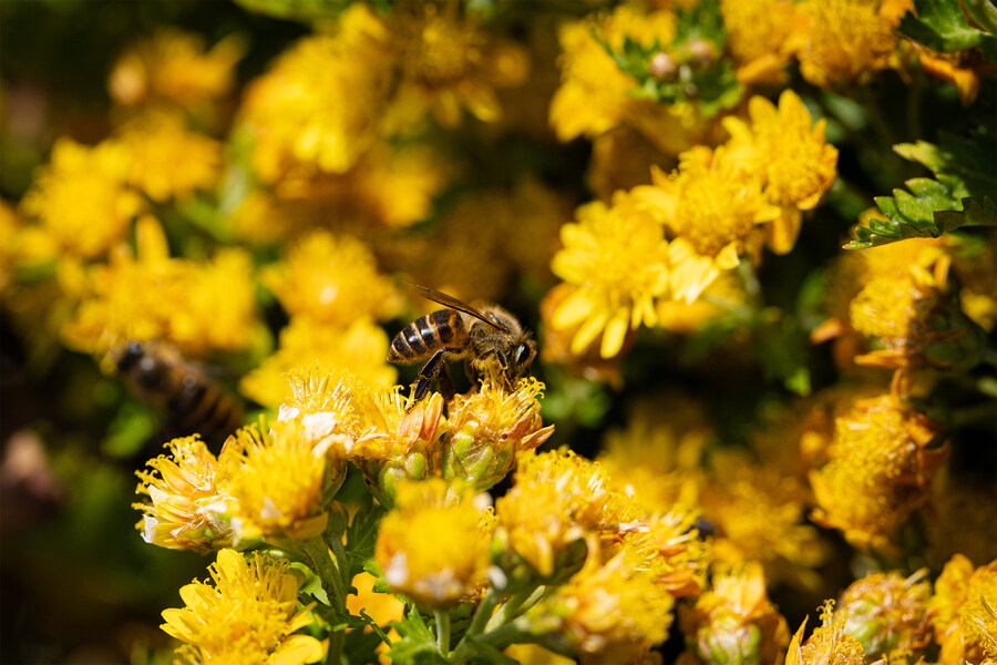 길 걷다 만난 꽃과 벌레 친구들 입니다._1.jpg