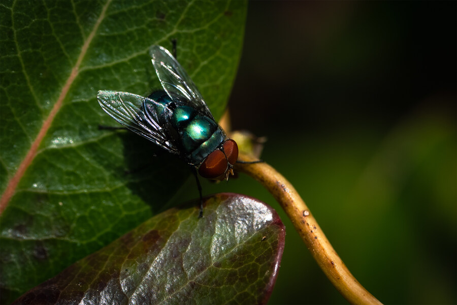 길 걷다 만난 꽃과 벌레 친구들 입니다._4.jpg