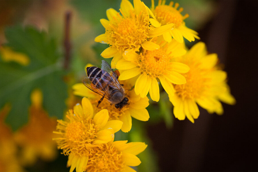 길 걷다 만난 꽃과 벌레 친구들 입니다._2.jpg