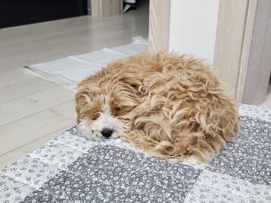 세 냐루비 베타 체키 및 무슨무슨 법 준수 및 음악 이야기_3.jpg