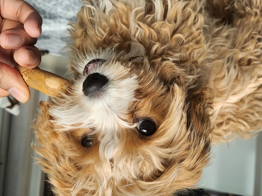 세 냐루비 베타 체키 및 무슨무슨 법 준수 및 음악 이야기_4.jpg