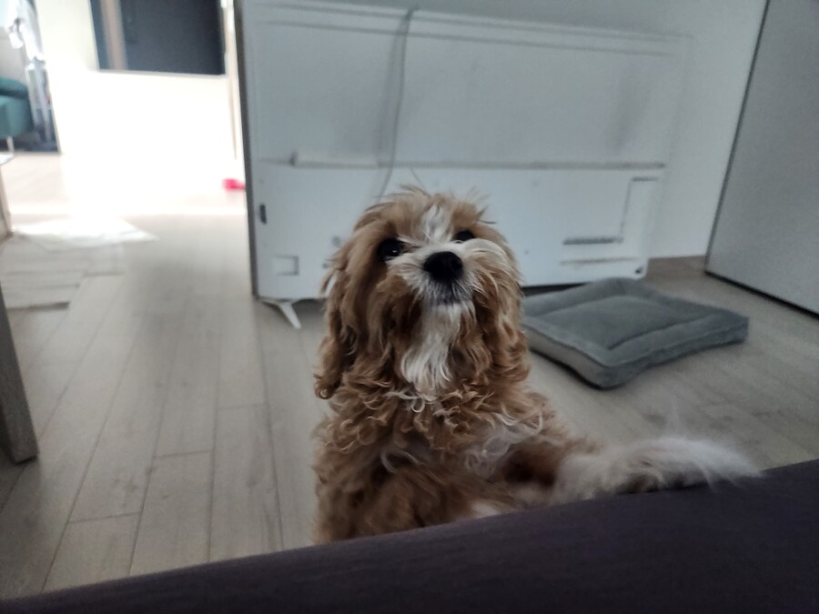 세 냐루비 베타 체키 및 무슨무슨 법 준수 및 음악 이야기_5.jpg