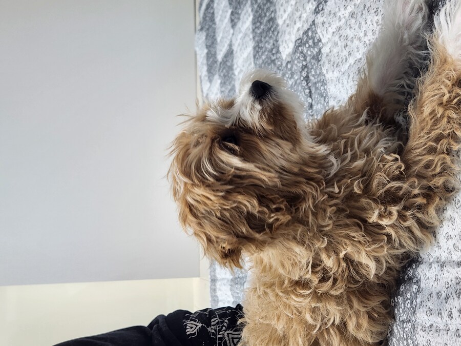 세 냐루비 베타 체키 및 무슨무슨 법 준수 및 음악 이야기_12.jpg