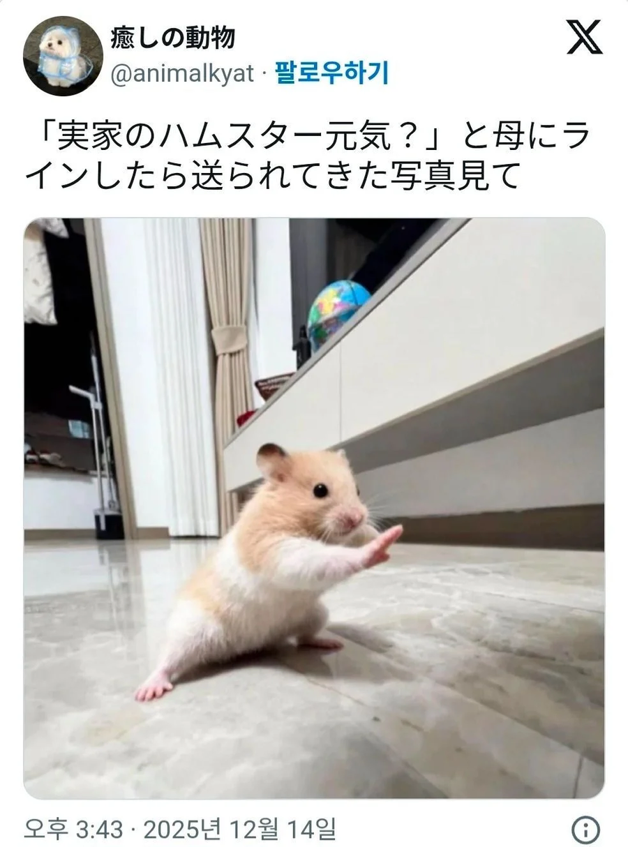 "엄마, 햄스터는 잘 지내?" 라 하니 보내준 사진_1.webp